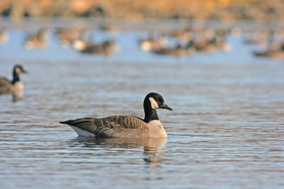 Canada Goose