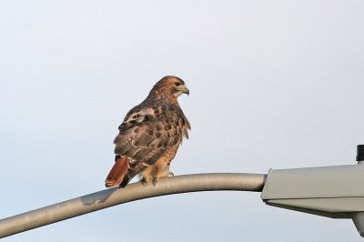 Red-tailed Hawk