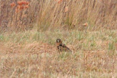 Northern Harrier