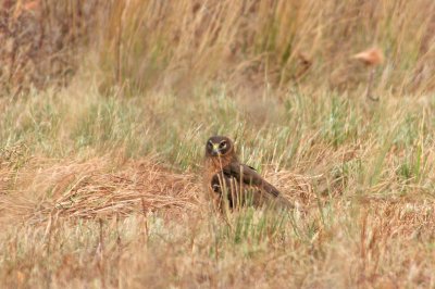 Northern Harrier (crop)