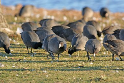 American Coots