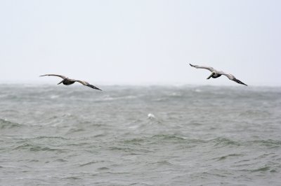 Brown Pelicans in NJ...in December???