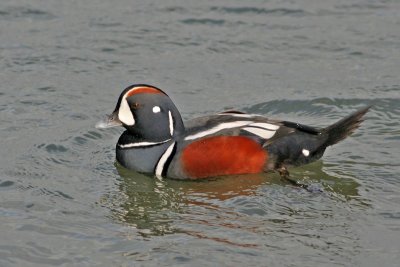 1.IMG_0214.JPG