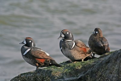 1.IMG_0230.JPG