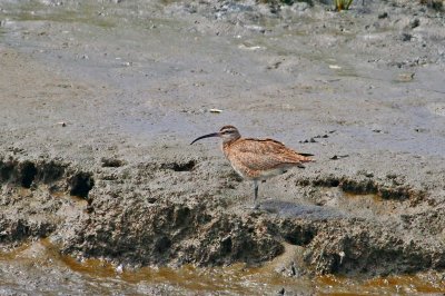 Whimbrel