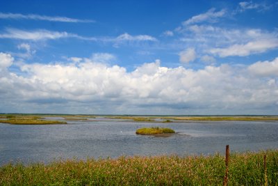 Edwin B. Forsythe NWR.