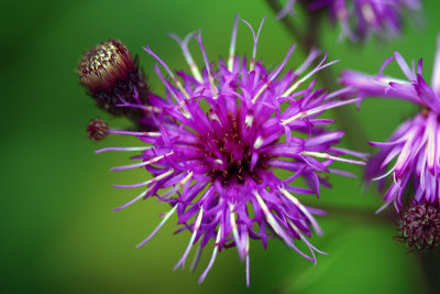 Upland Ironweed (Vernonia glauca)