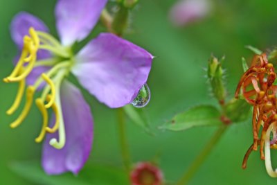 Maryland Meadow Beauty (Rhexia mariana)