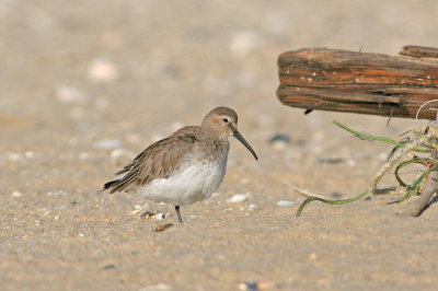 Dunlin