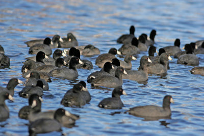 American Coots