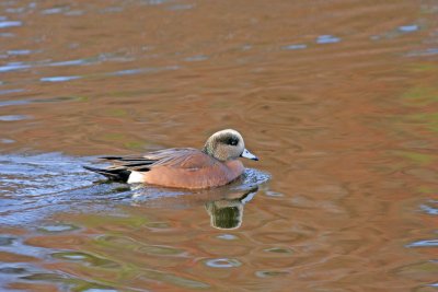 American Wigeon