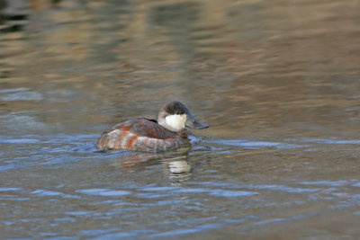 Ruddy Duck