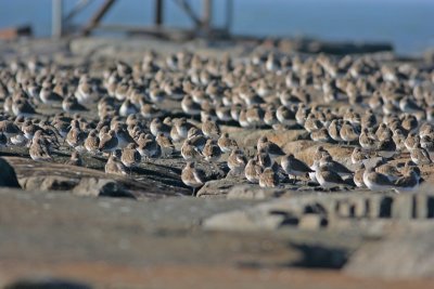 Dunlins