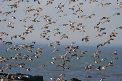 Dunlins