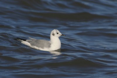 Bonaparte's Gull