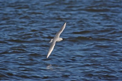 Bonaparte's Gull