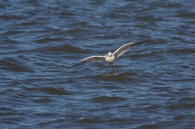 Bonaparte's Gull