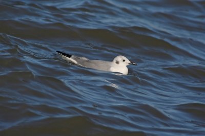 Bonaparte's Gull