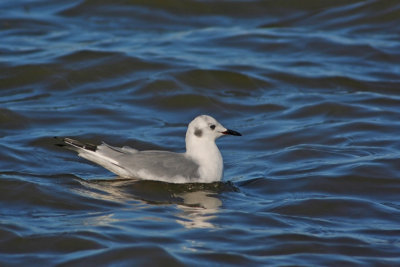 Bonaparte's Gull