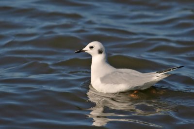 Bonaparte's Gull