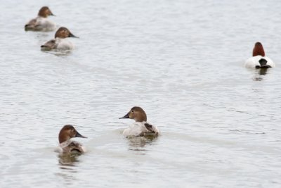 Canvasbacks
