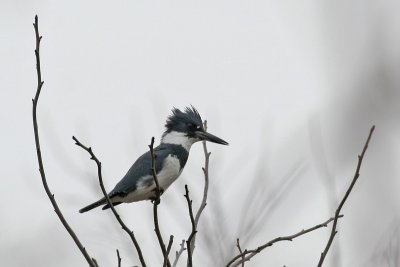 1.IMG_0590.JPG