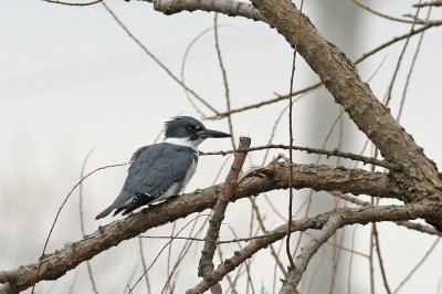 1.IMG_0597.JPG