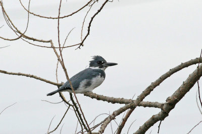 1.IMG_0610.JPG