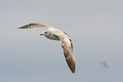 Ring-billed Gull