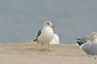 Lesser Black-backed Gull