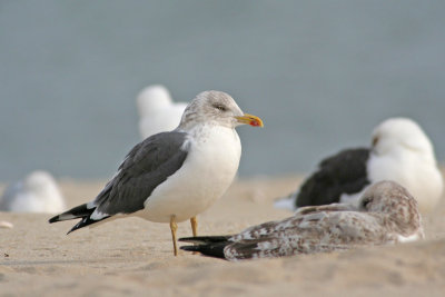 Lesser Black-backed Gull