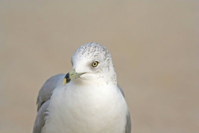 Ring-billed Gull