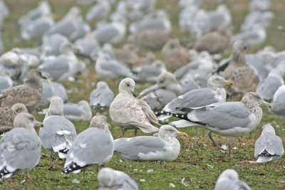 Iceland Gull and friends.