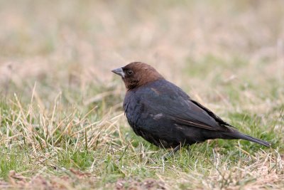 Brown-headed Cowbird