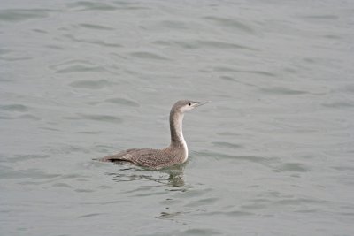 1.IMG_0827.JPG