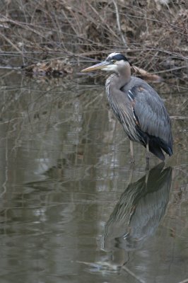 Great Blue Heron