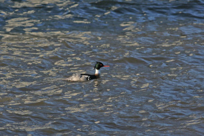 Red-breasted Merganser