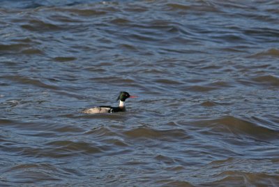 Red-breasted Merganser