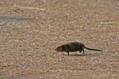 Muskrat