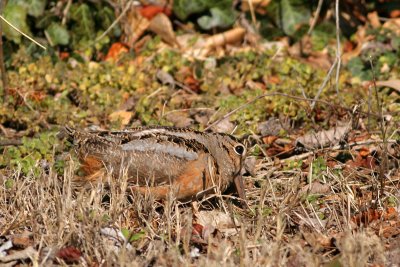 American Woodcock