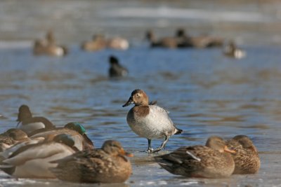 Canvasback