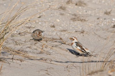 Snow Buntings