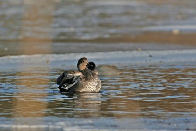 Gadwall