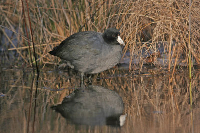 American Coot