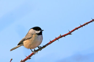 Carolina Chickadee