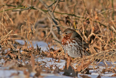 Fox Sparrow