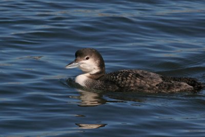 Common Loon