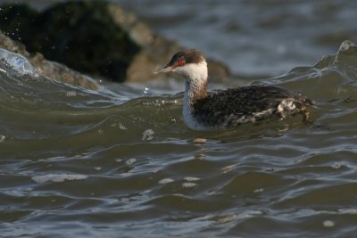 Horned Grebe