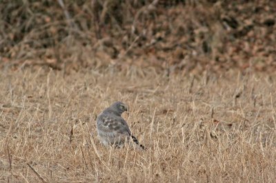 The Gray Ghost