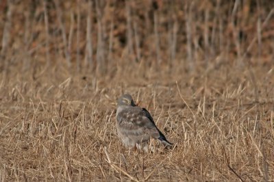 Gray Ghost (Northern Harrier)